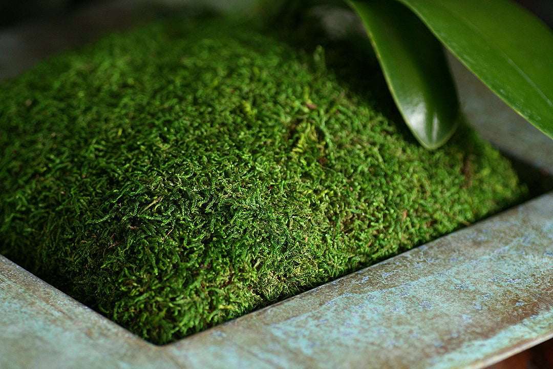 Green Wall Systems by GAF Living moss wall dubai moss 1